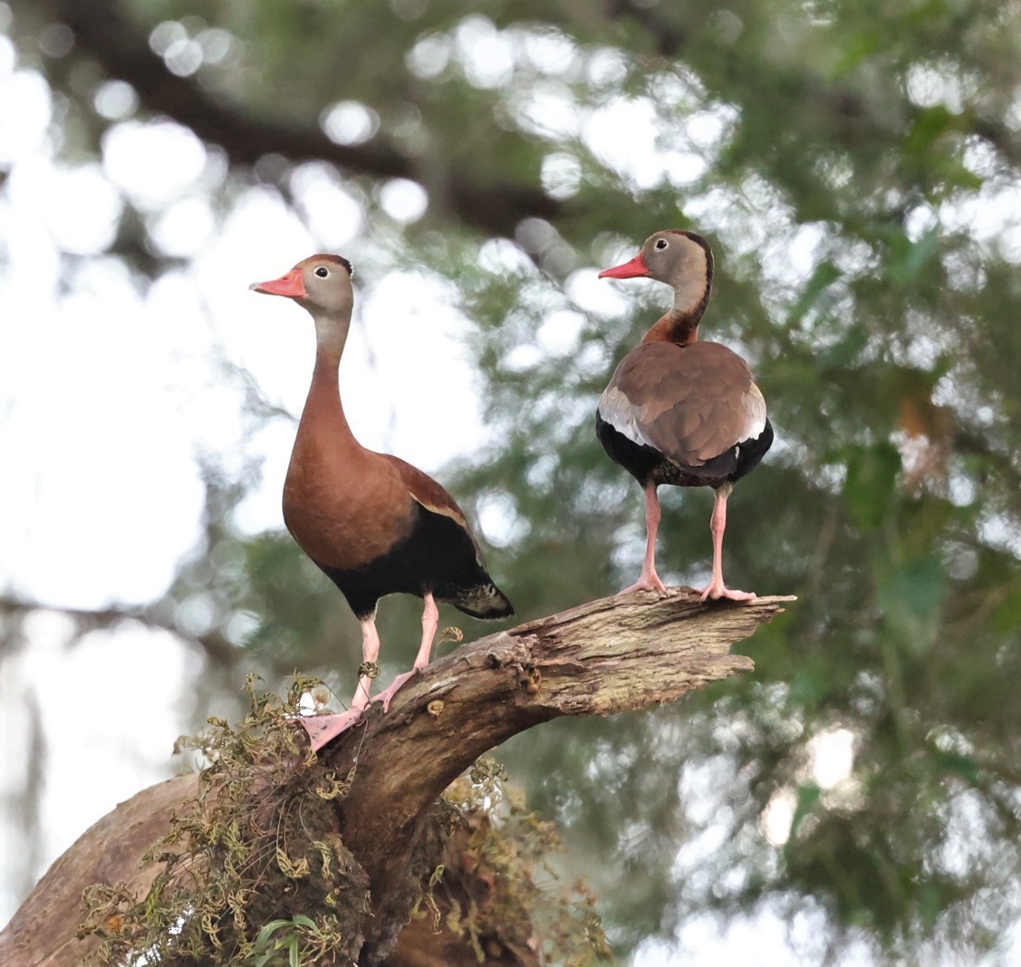 Black-bellied Whistling-Duck - ML459011721