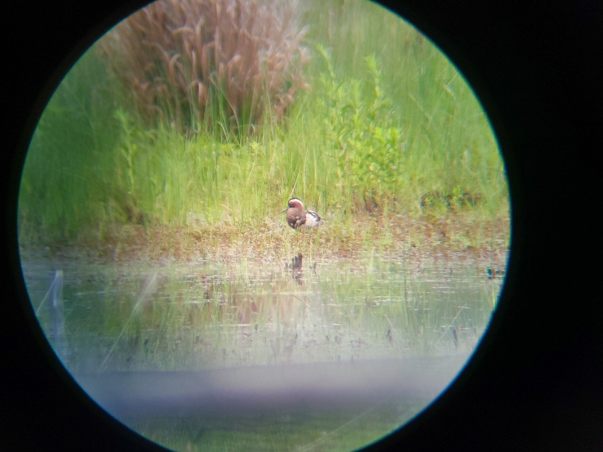 白眉鴨 - ML459012561