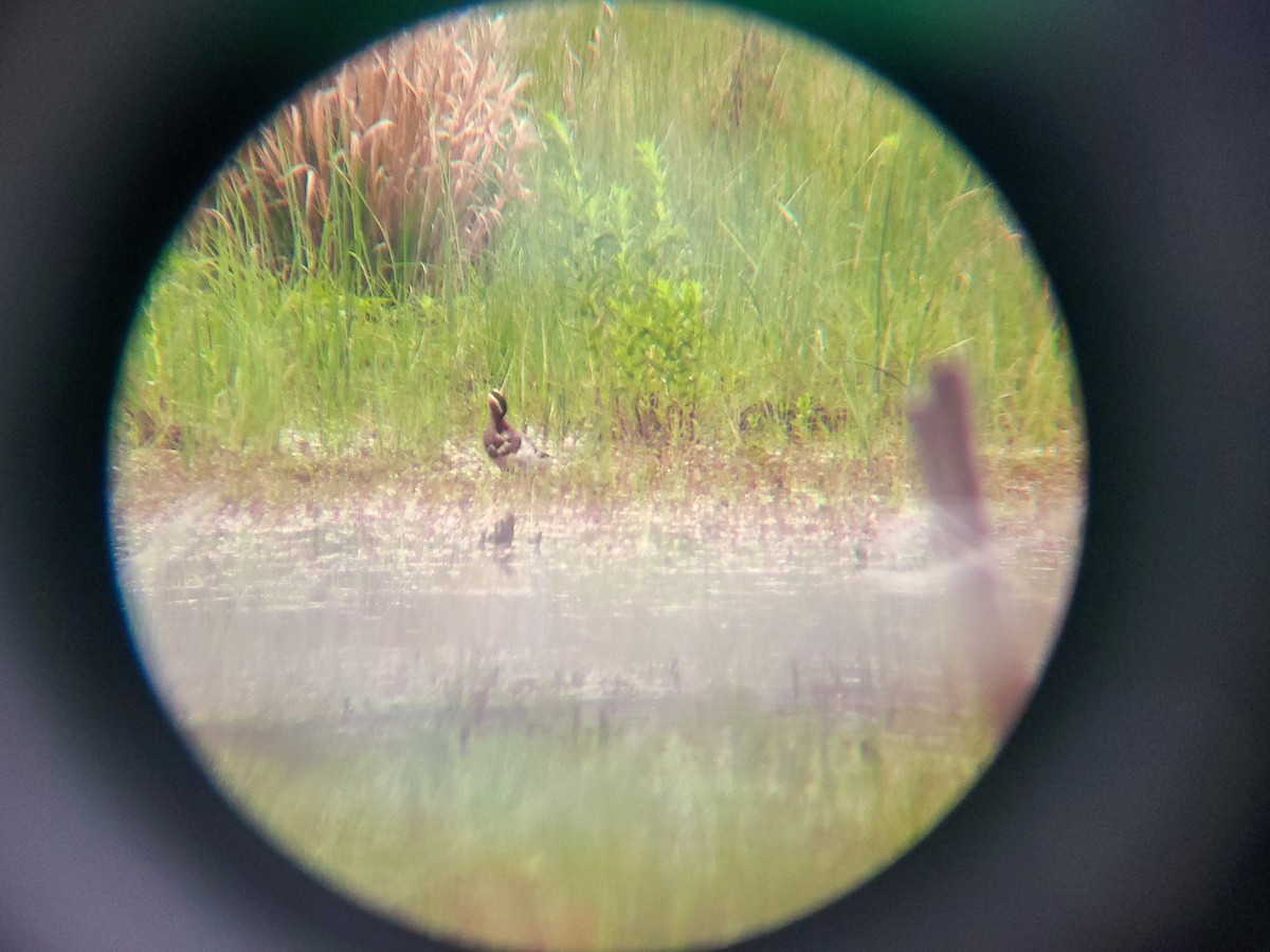 白眉鴨 - ML459012581