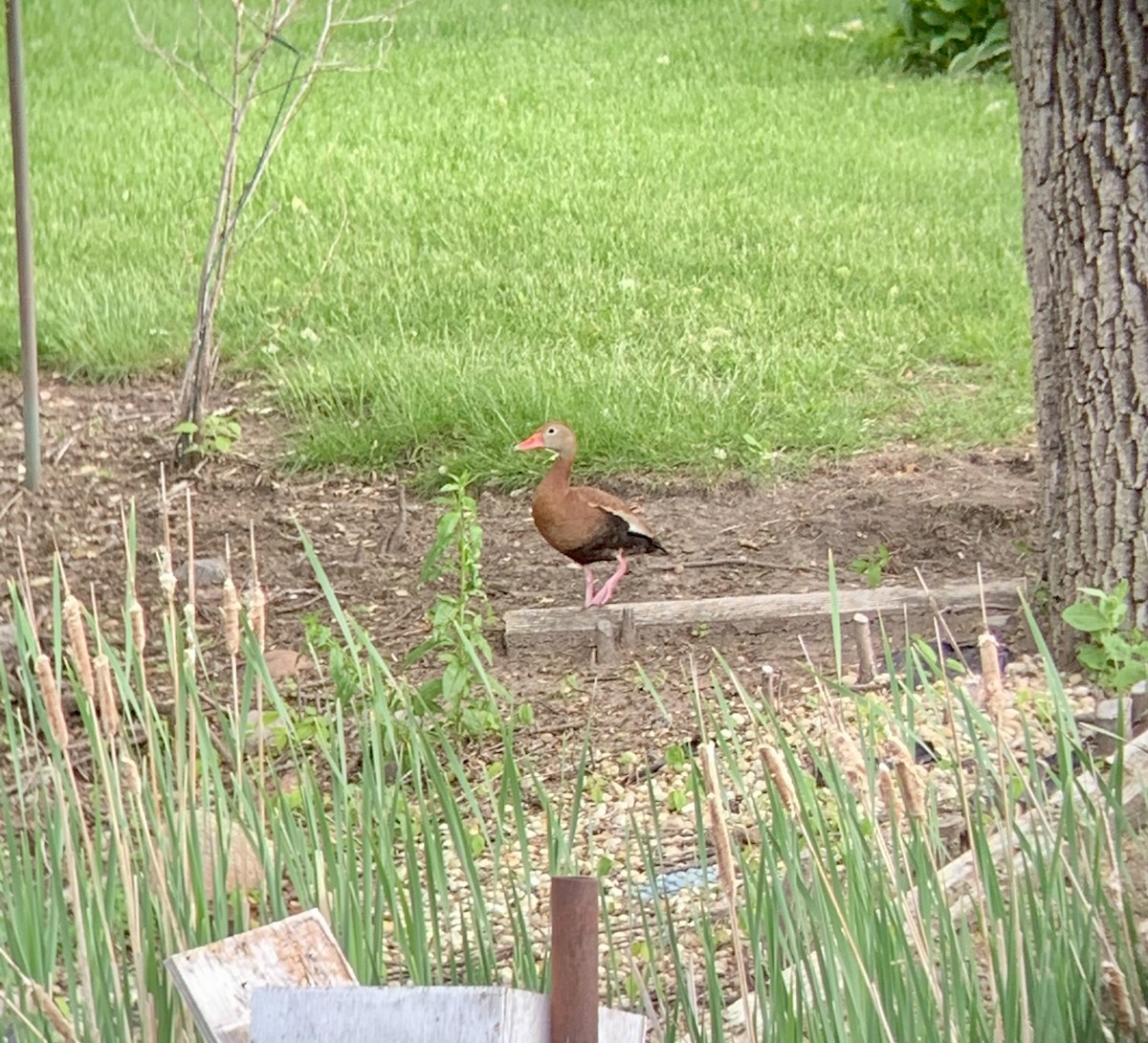 Black-bellied Whistling-Duck - ML459013341