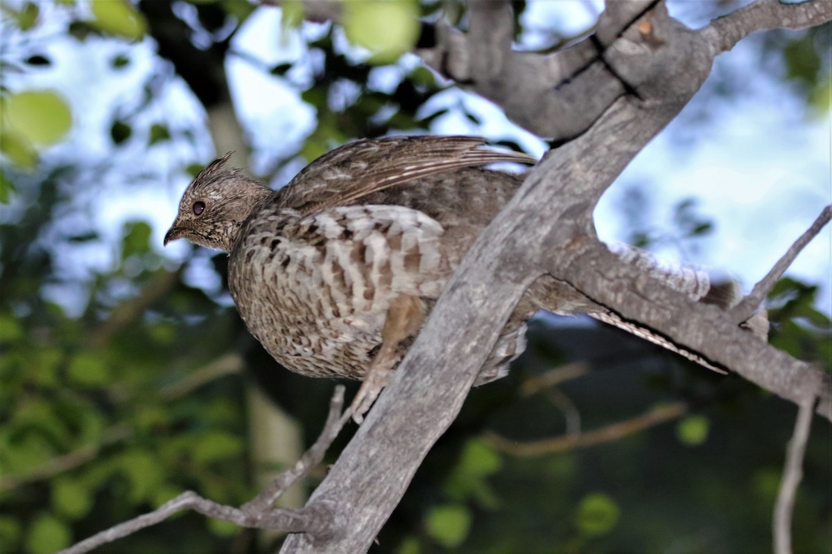 Ruffed Grouse - ML459014641