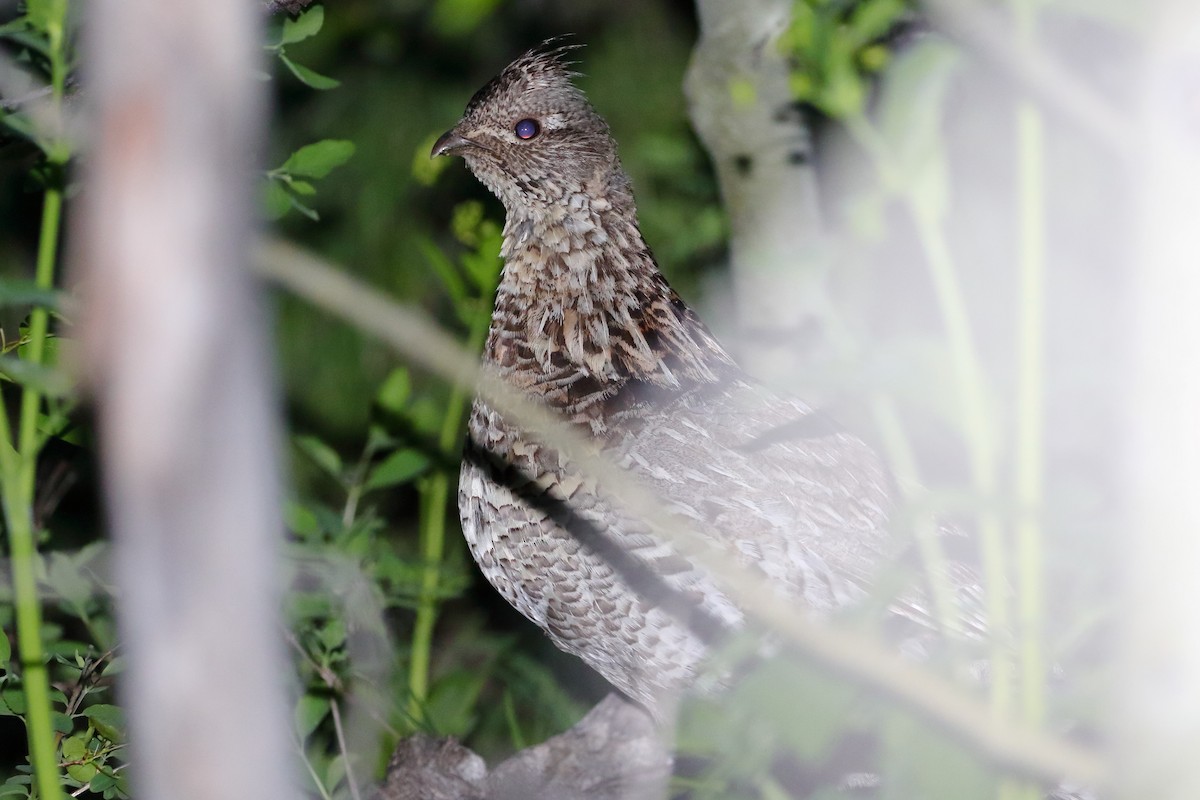 Ruffed Grouse - ML459014691