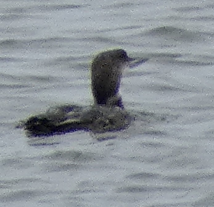 Common Loon - ML459014711