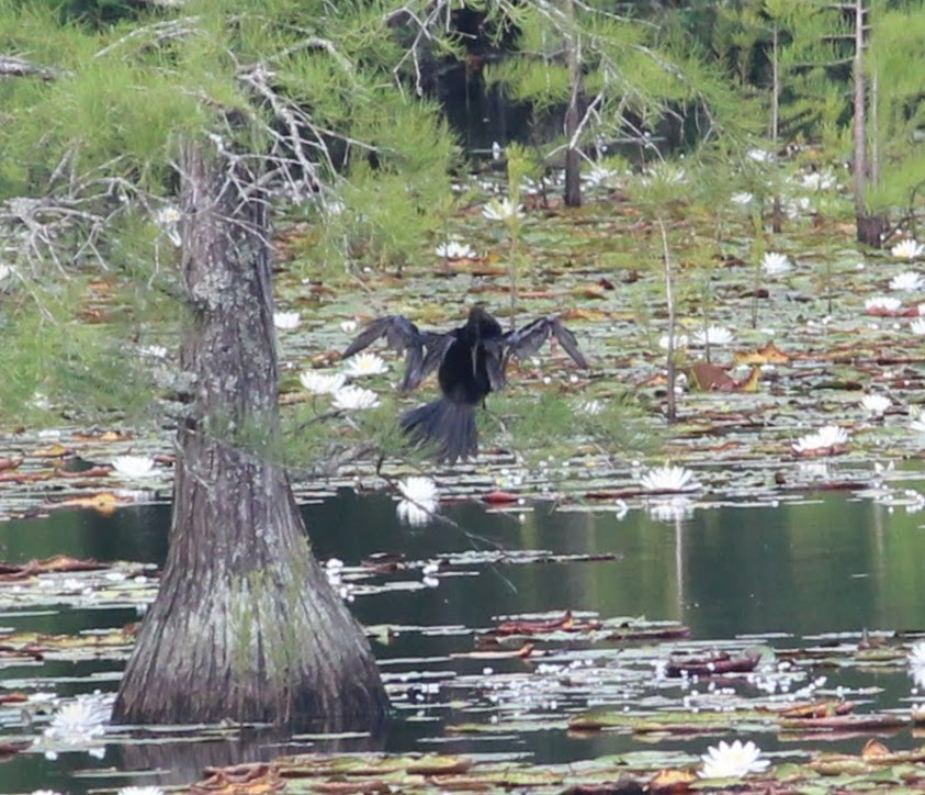 Anhinga amerikarra - ML459017561