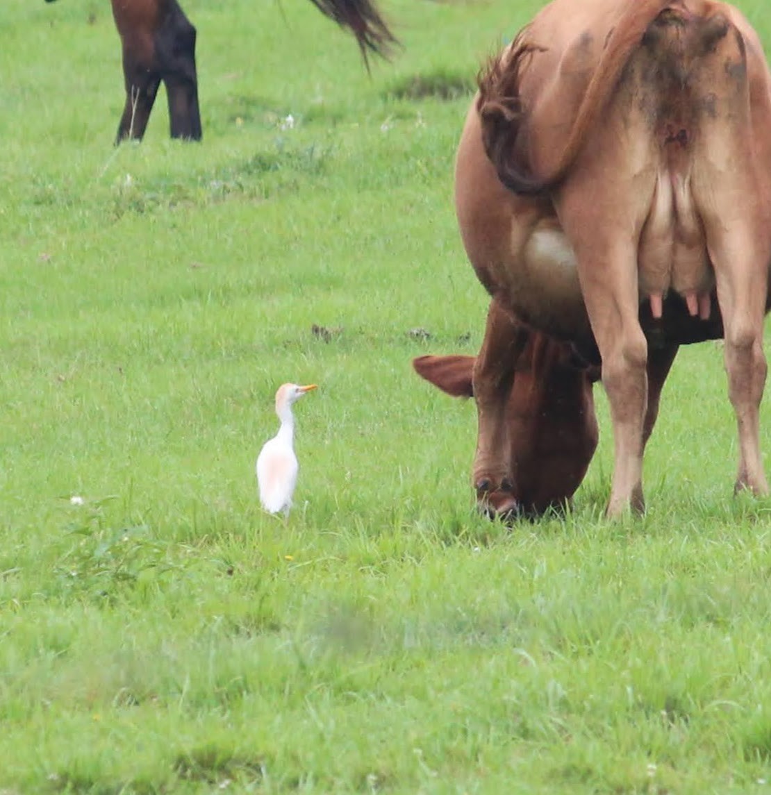 Western Cattle-Egret - ML459018041