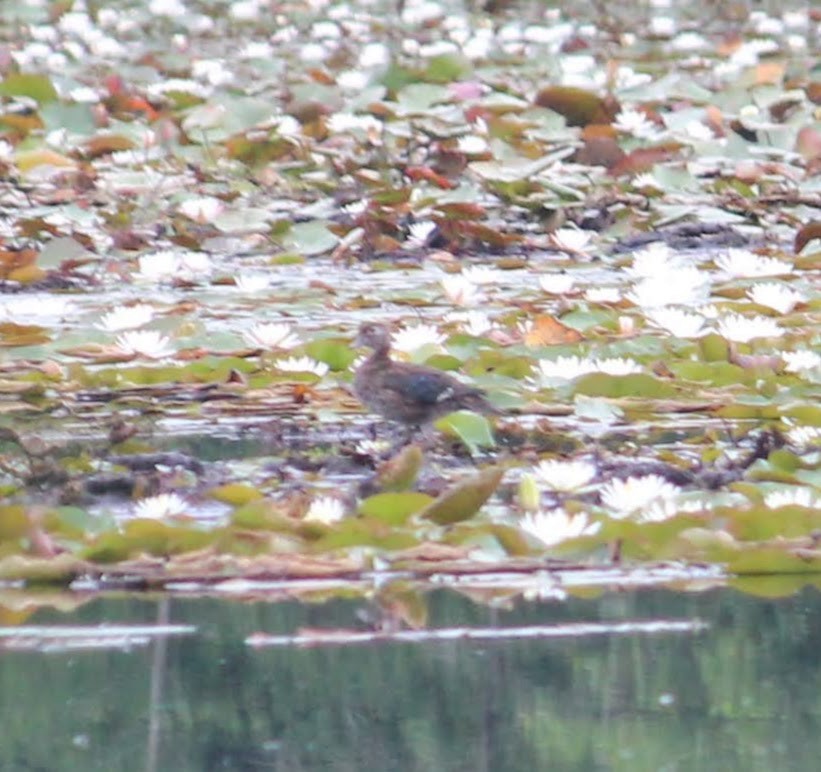 Ahate karolinarra - ML459018131