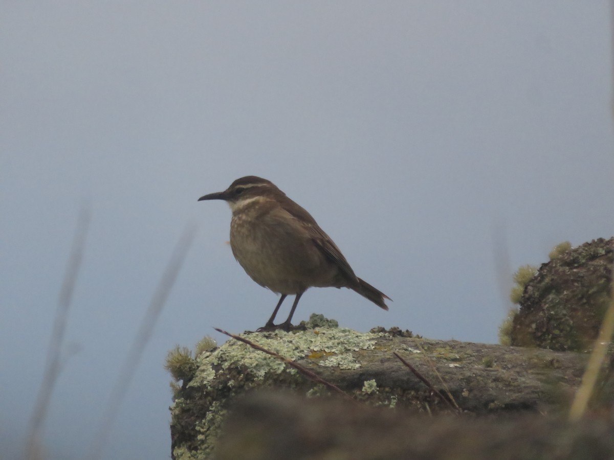 Stout-billed Cinclodes - Guillaume Normand