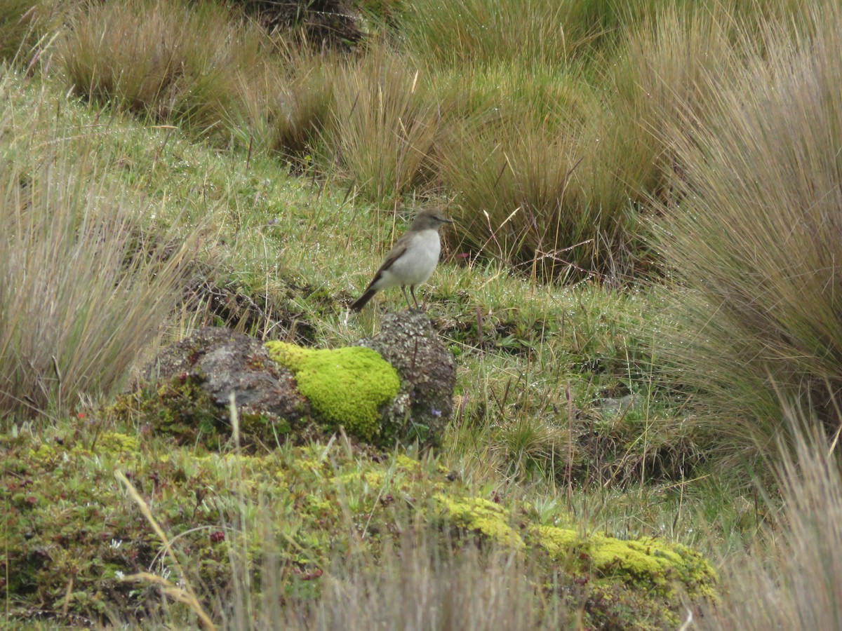 Plain-capped Ground-Tyrant - ML459019371