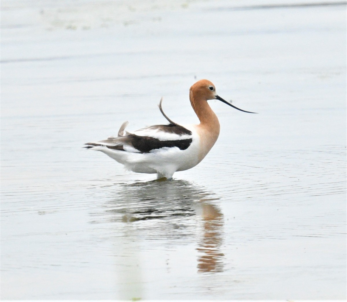 American Avocet - ML459019411