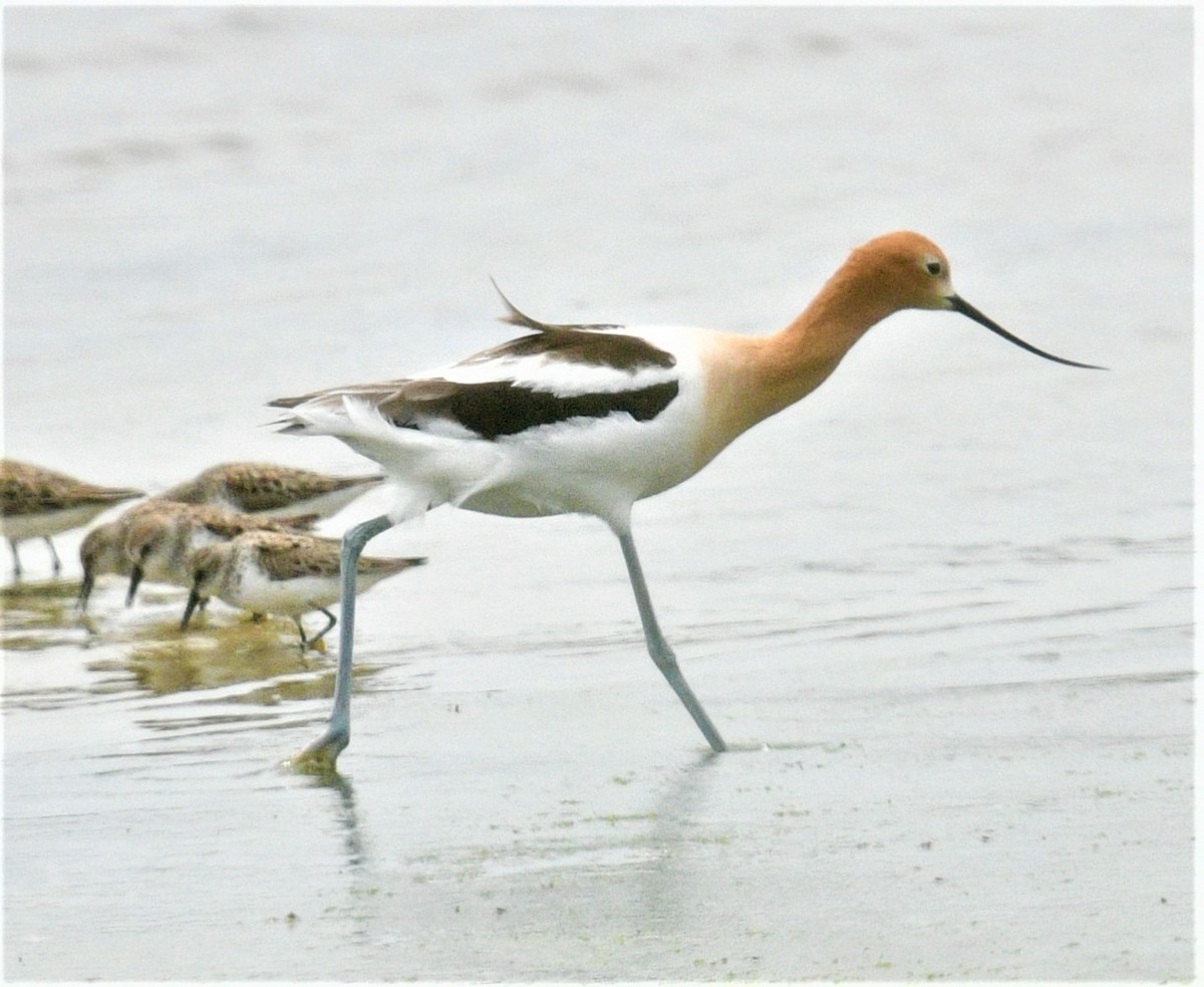 Avoceta Americana - ML459019531