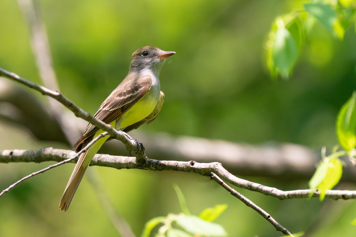 Great Crested Flycatcher - ML459019591