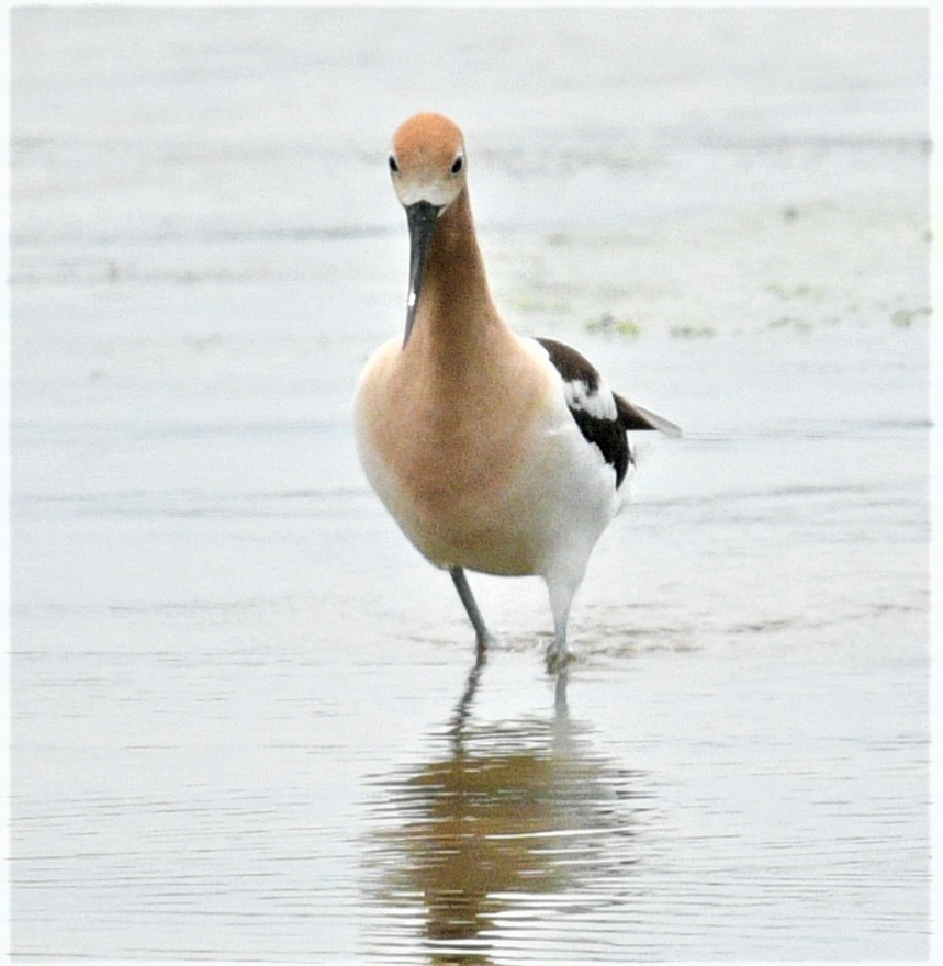 Avoceta Americana - ML459019651