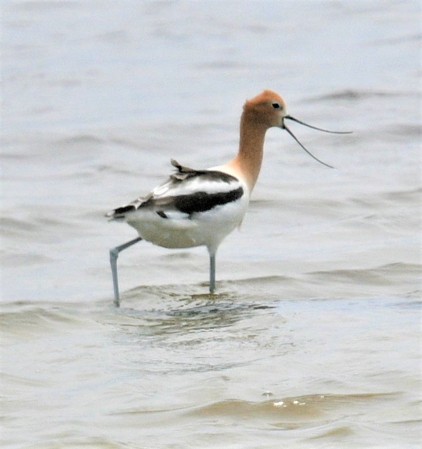 Avoceta Americana - ML459019741