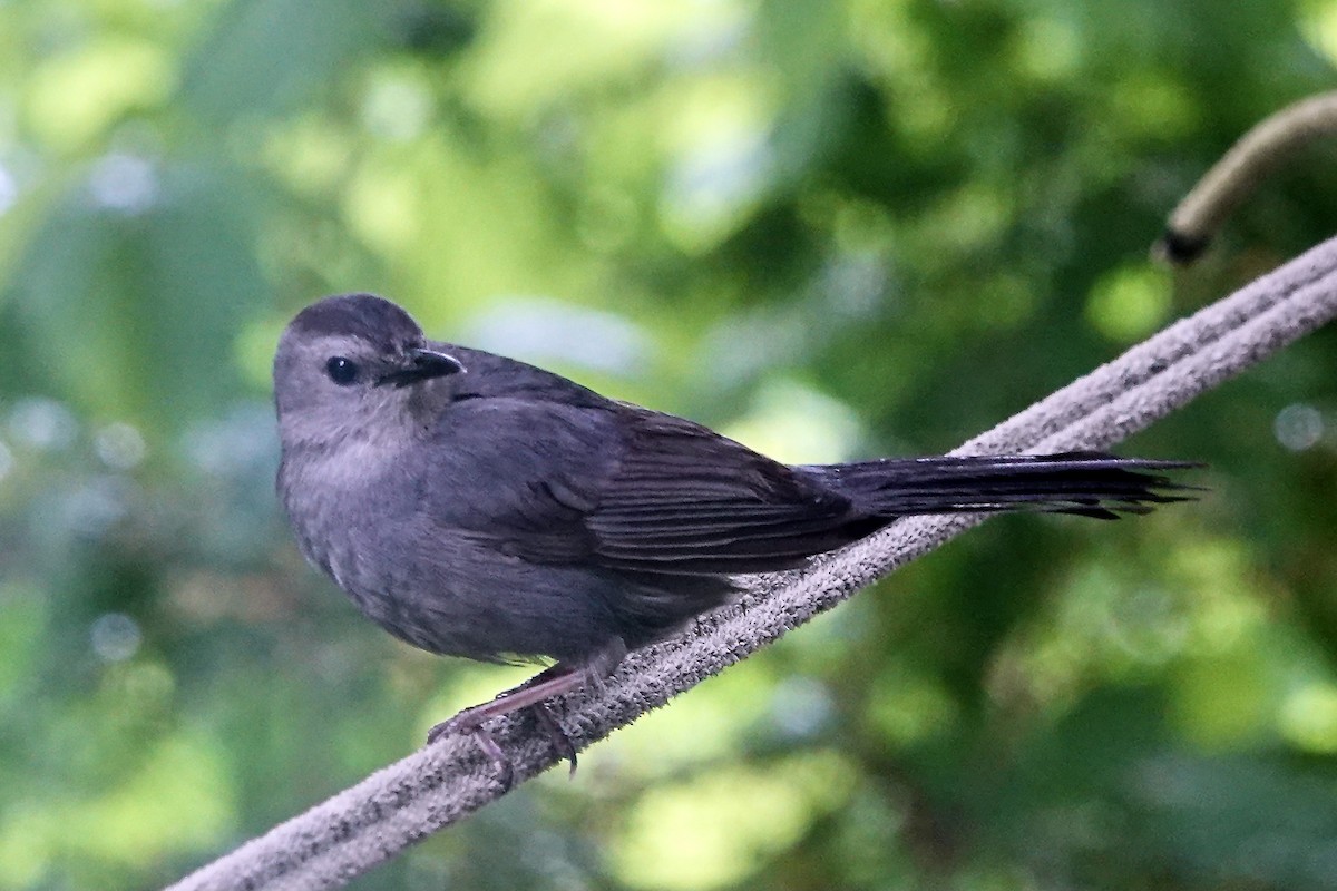 Gray Catbird - ML459019801