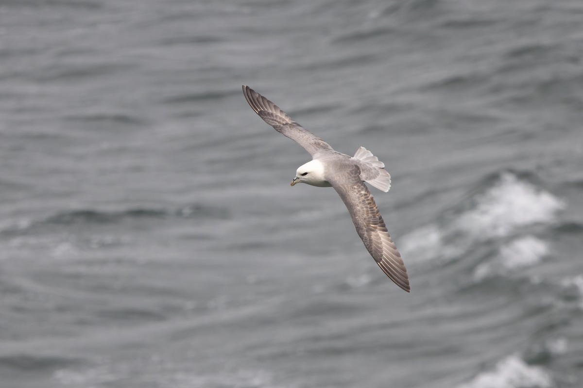Northern Fulmar - Kalpesh Krishna