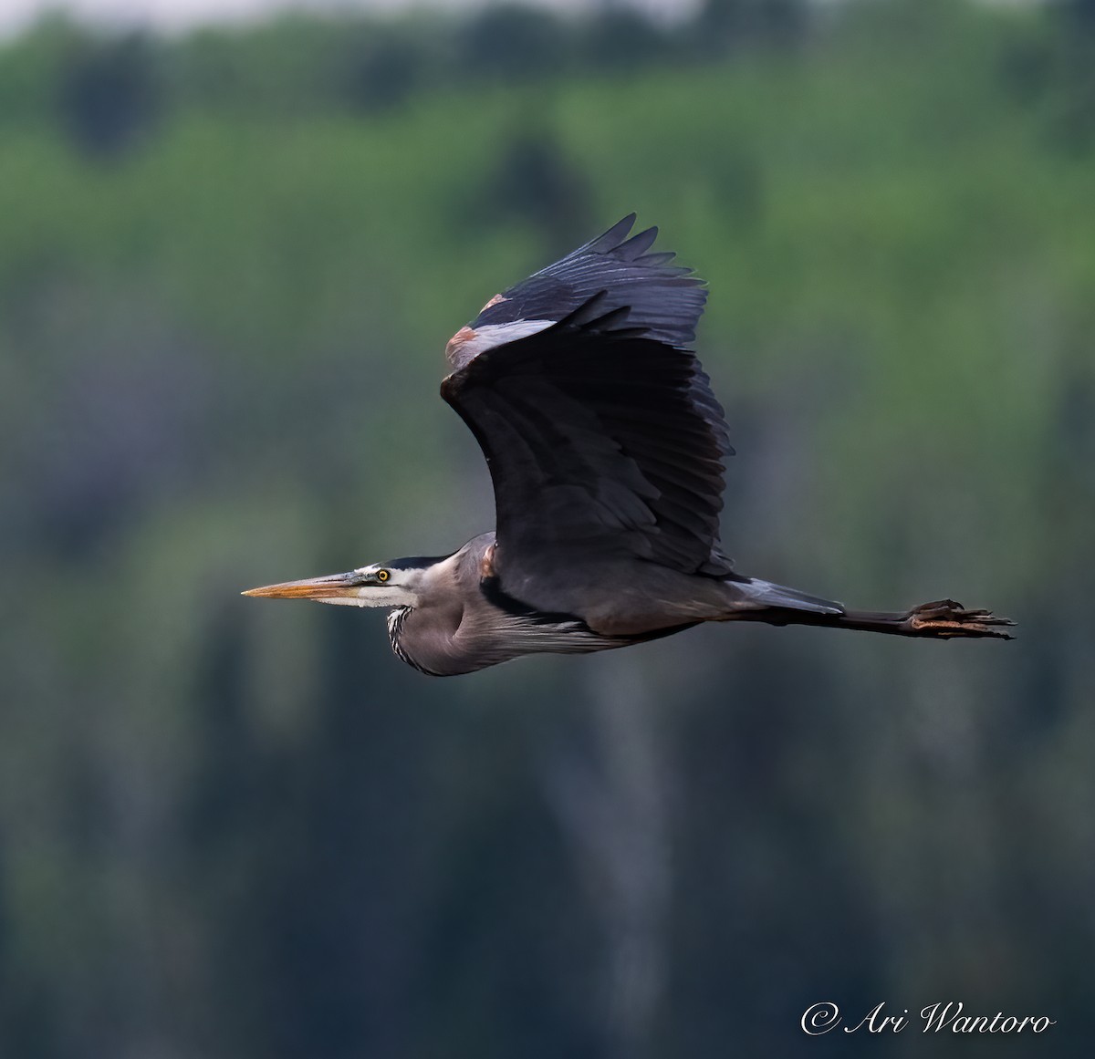 Great Blue Heron - ML459022811