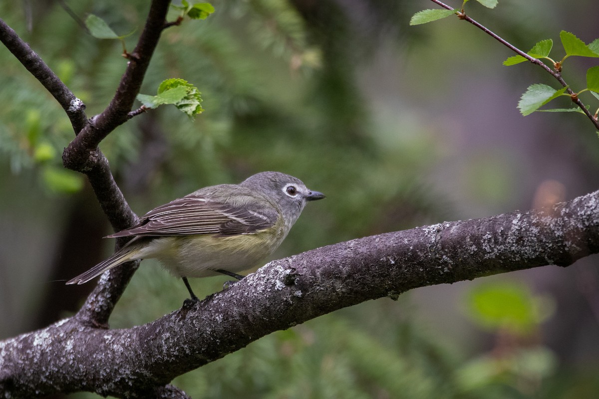 Cassin's Vireo - ML459023151