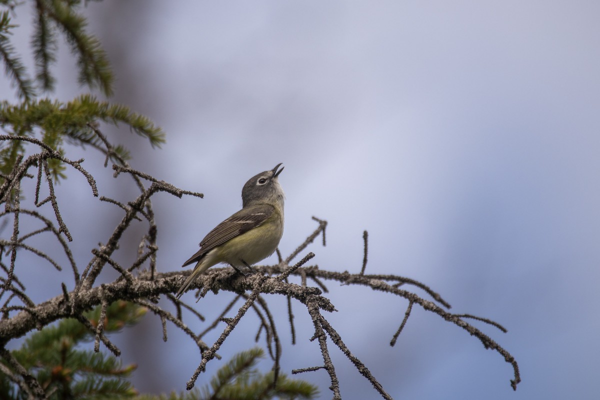 Cassin's Vireo - ML459023161