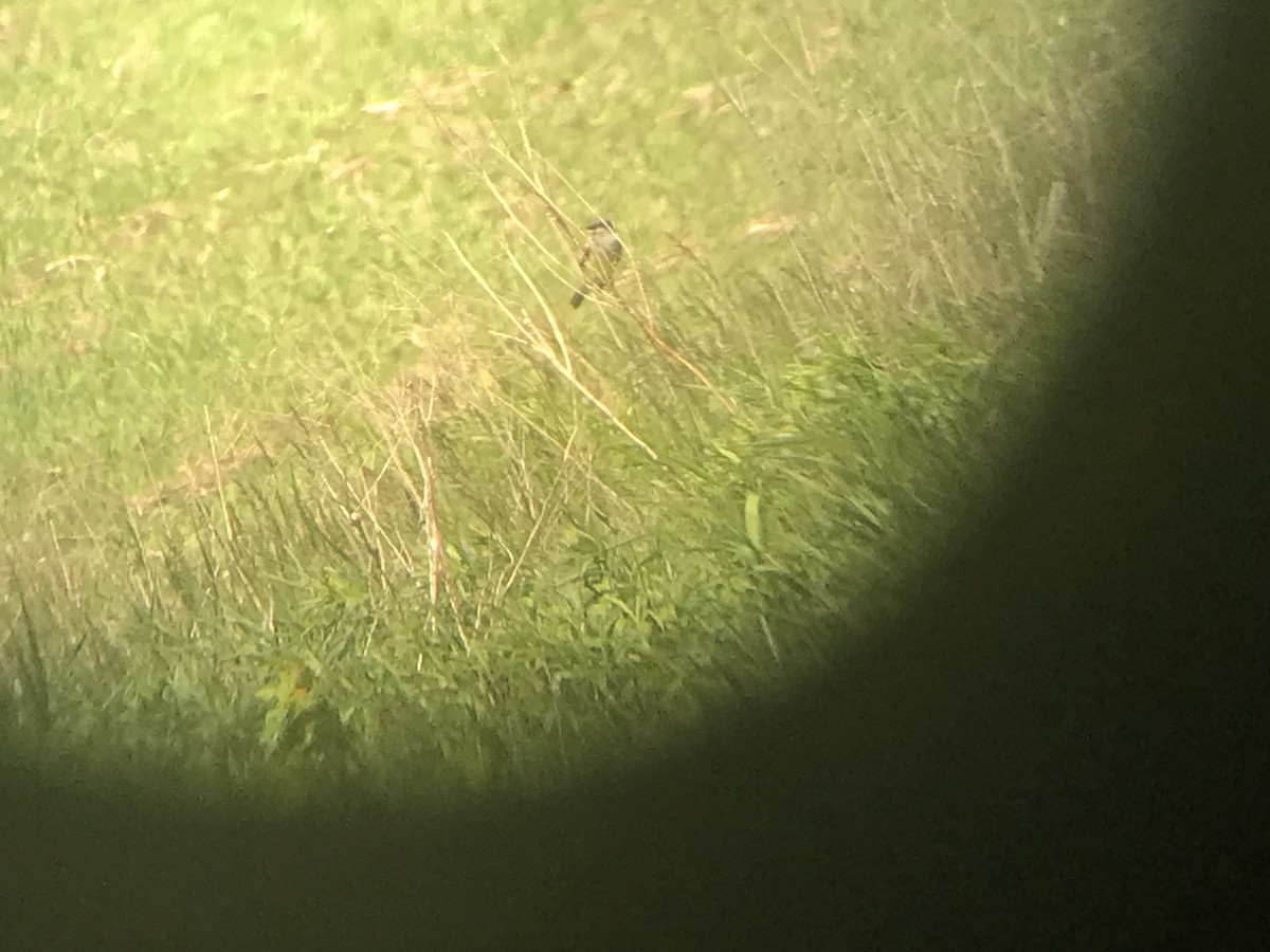 Cassin's Kingbird - ML459023811