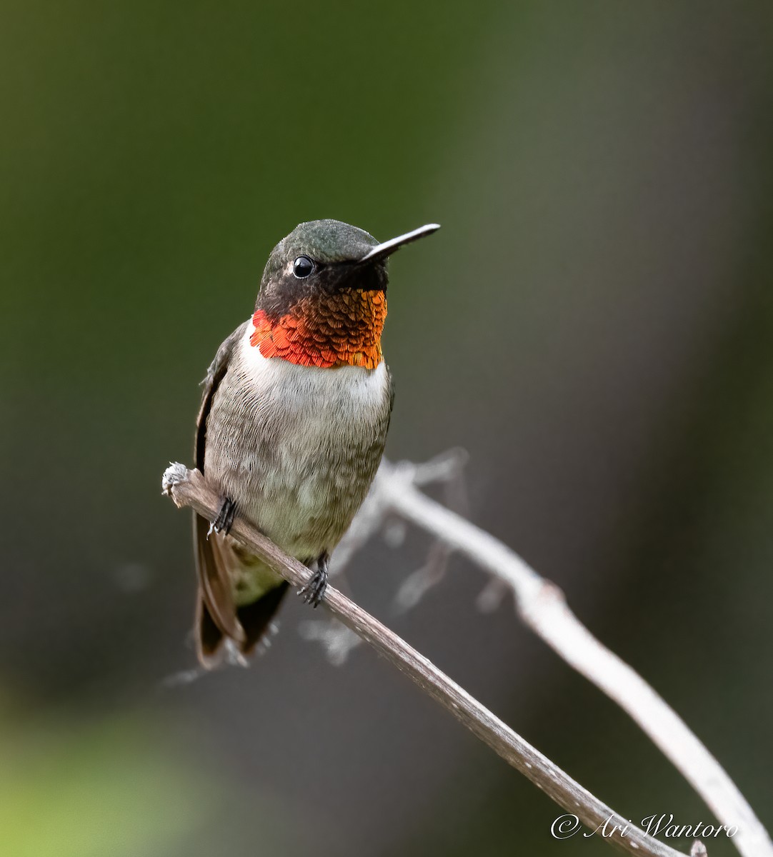 Colibri à gorge rubis - ML459023911