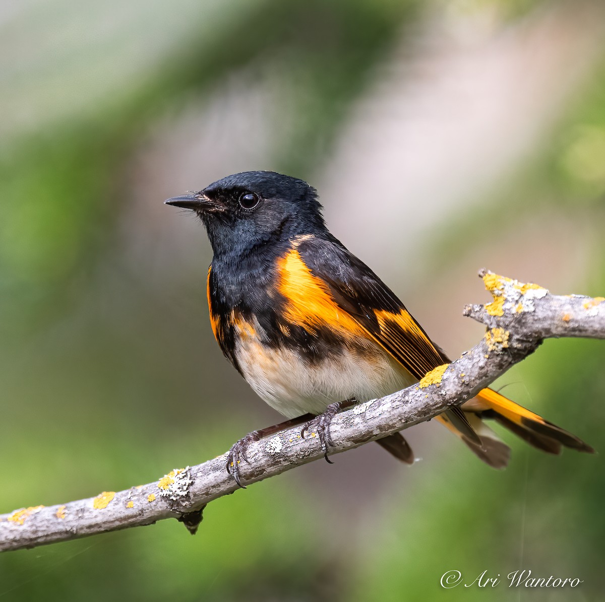 American Redstart - ML459024031