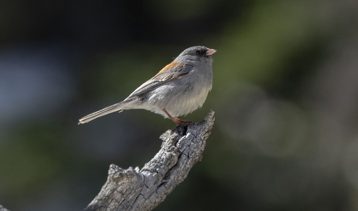 Dark-eyed Junco - ML459024581