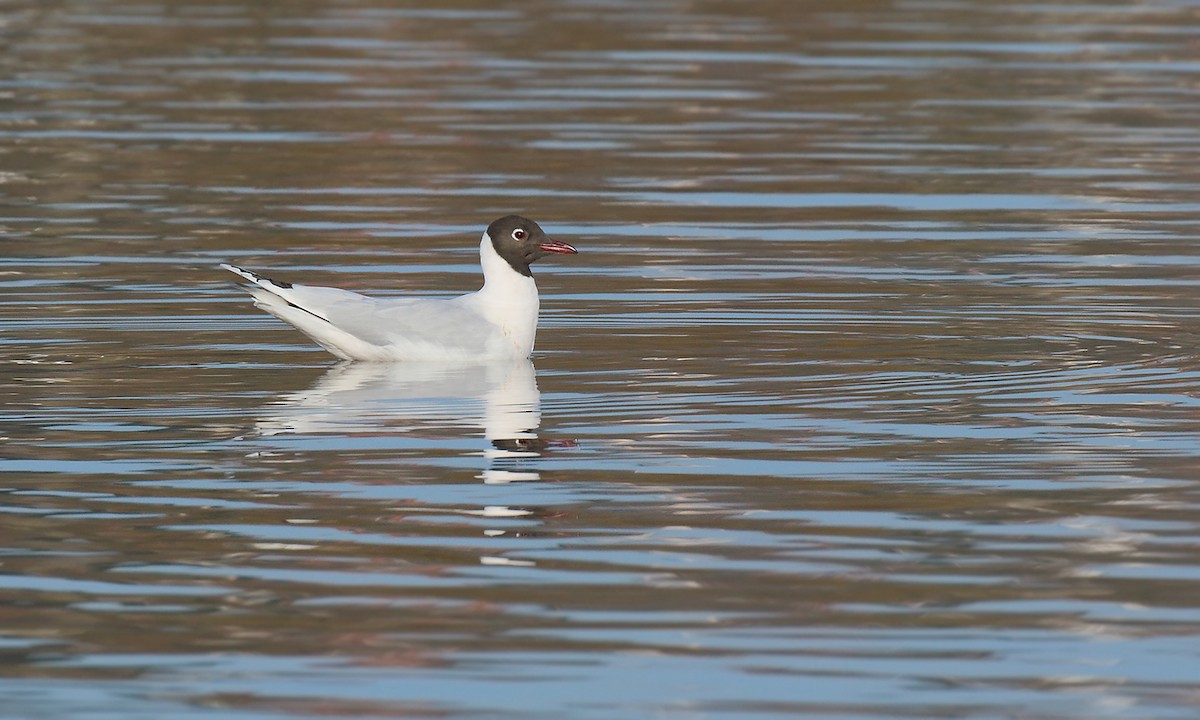 Gaviota Cahuil - ML459025531