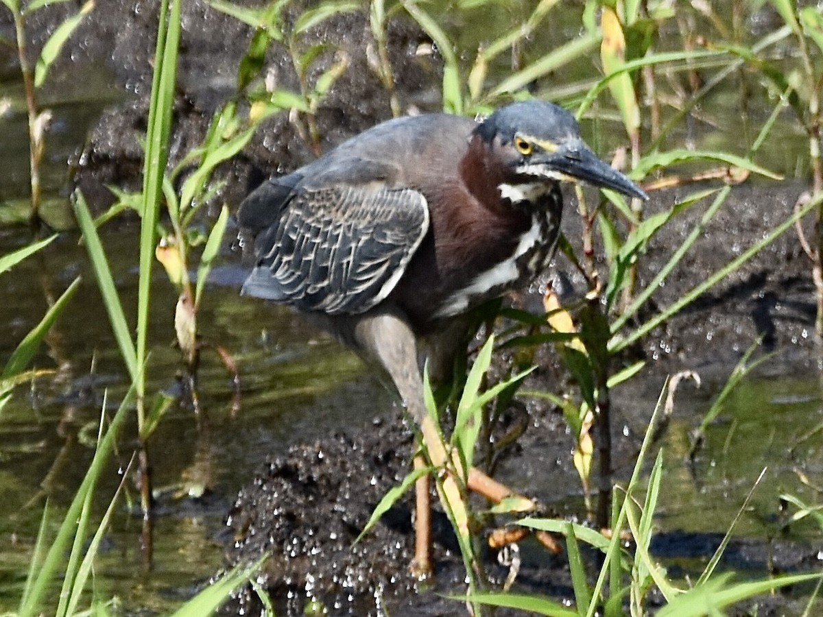 Green Heron - ML459026411