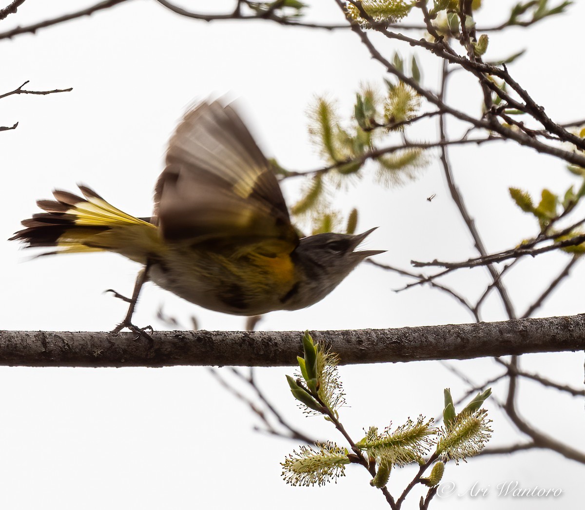 American Redstart - Ari Wantoro