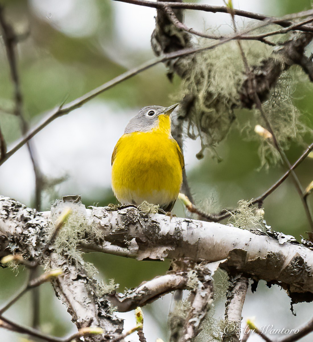 Nashville Warbler - ML459026721