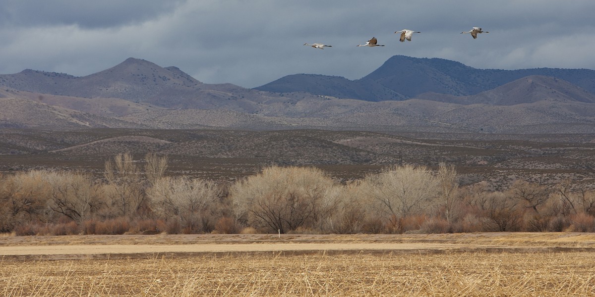 Grulla Canadiense - ML45902711