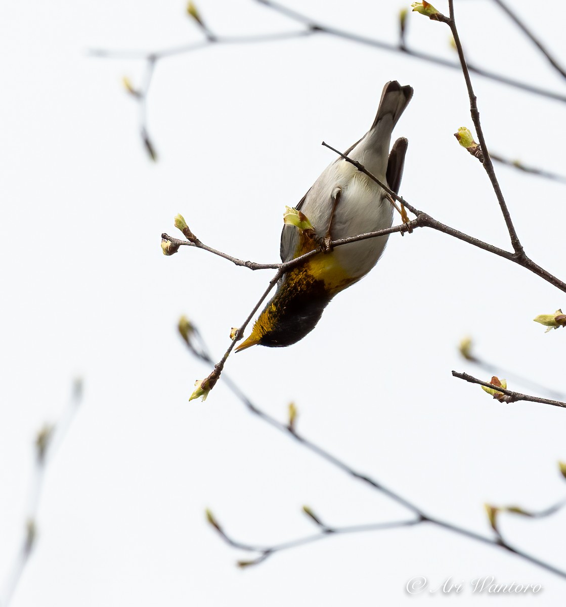 Northern Parula - Ari Wantoro