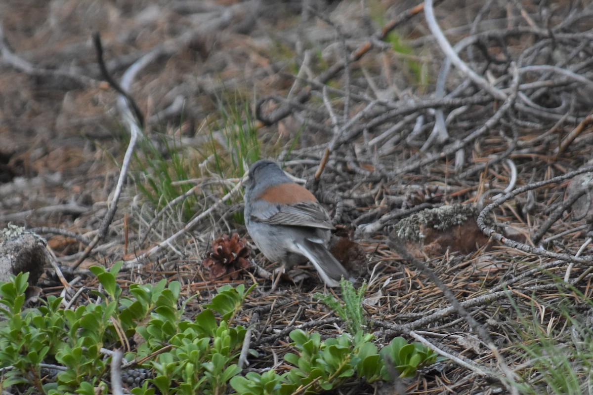 Dark-eyed Junco - ML459028591