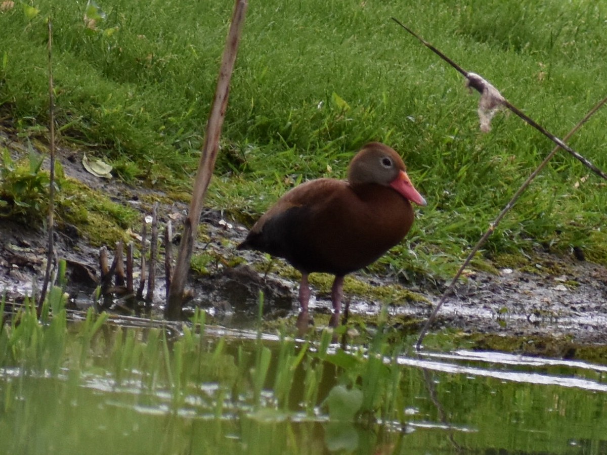 Black-bellied Whistling-Duck - ML459028621