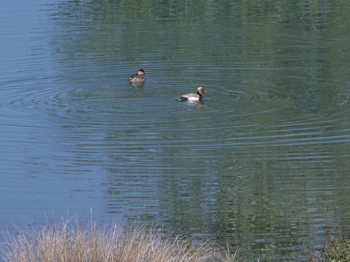 Red-crested Pochard - ML459028791