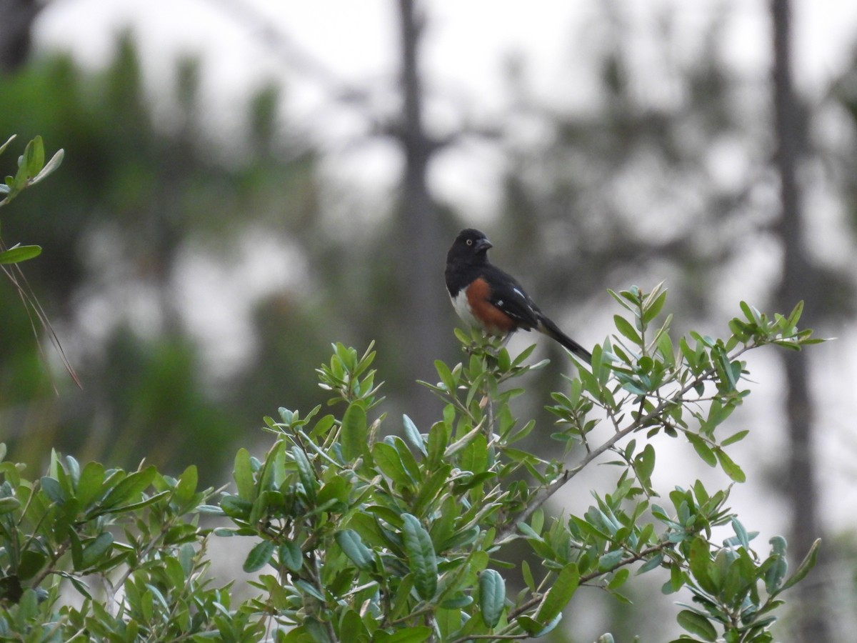 Eastern Towhee - ML459029001