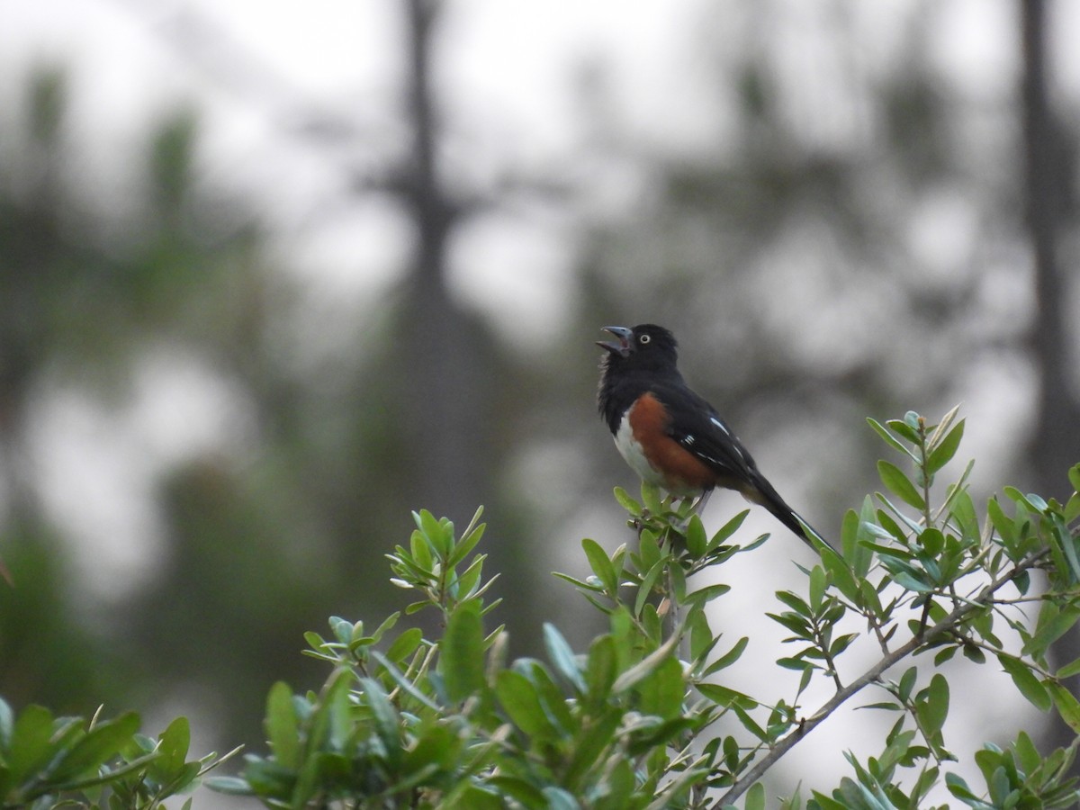 Eastern Towhee - Klenisson Brenner