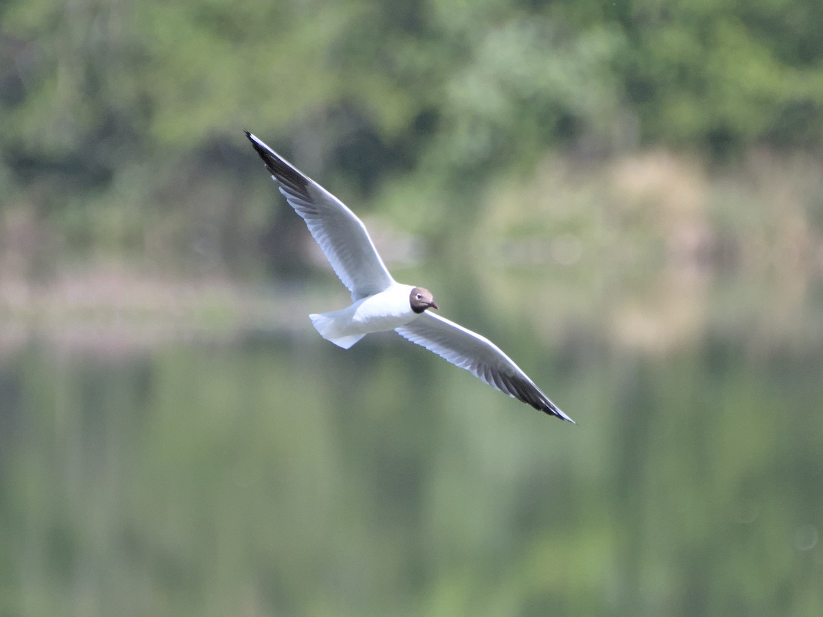 Mouette rieuse - ML459030411