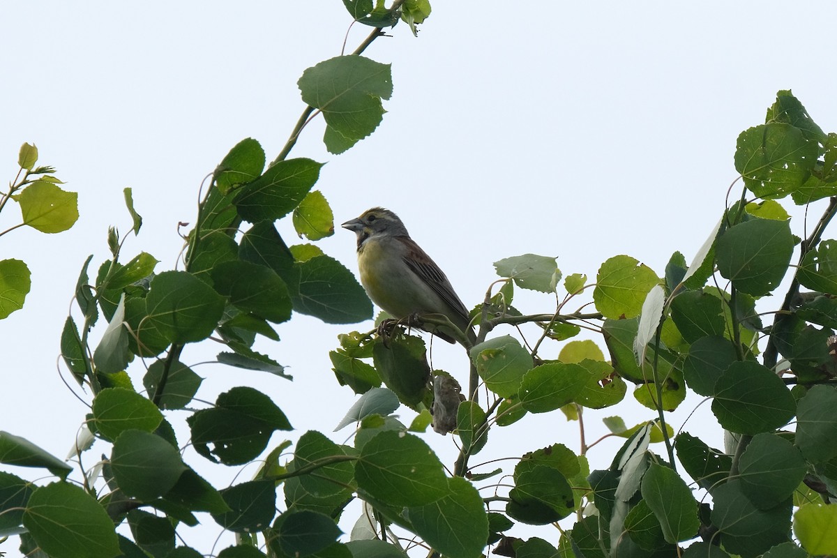 Dickcissel - ML459031111