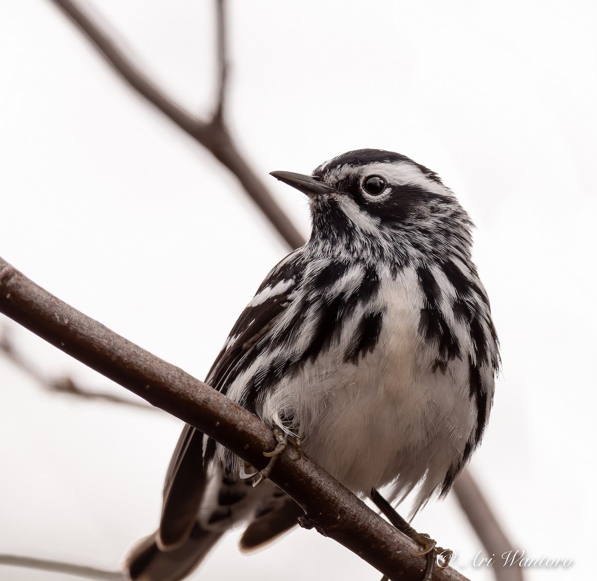 Black-and-white Warbler - ML459032681