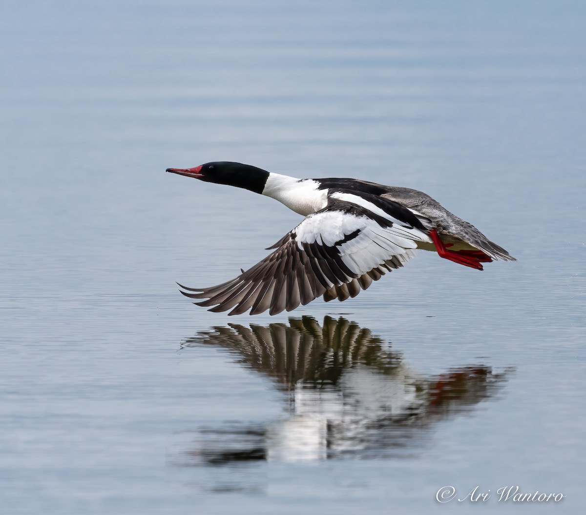 Common Merganser - ML459032801