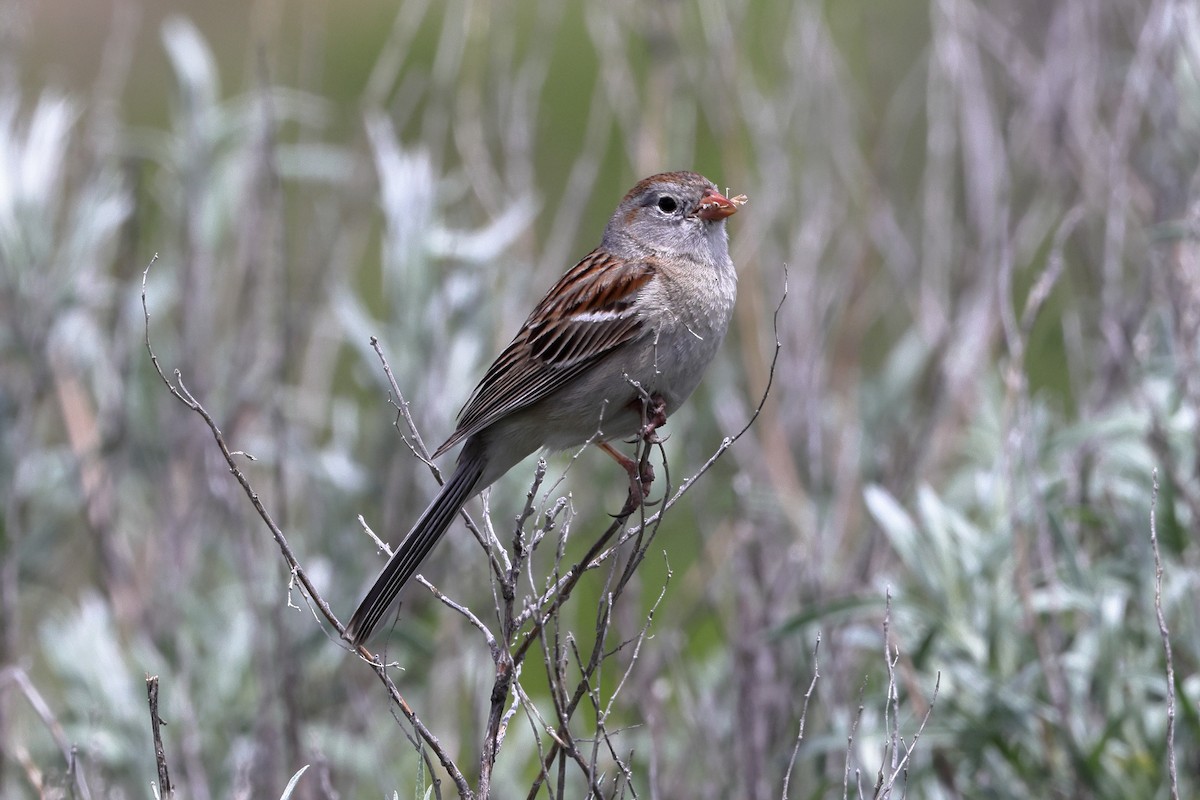 Field Sparrow - ML459032991