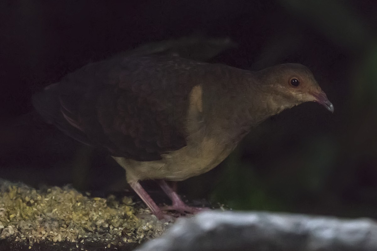 holub hnědočervený - ML459034981