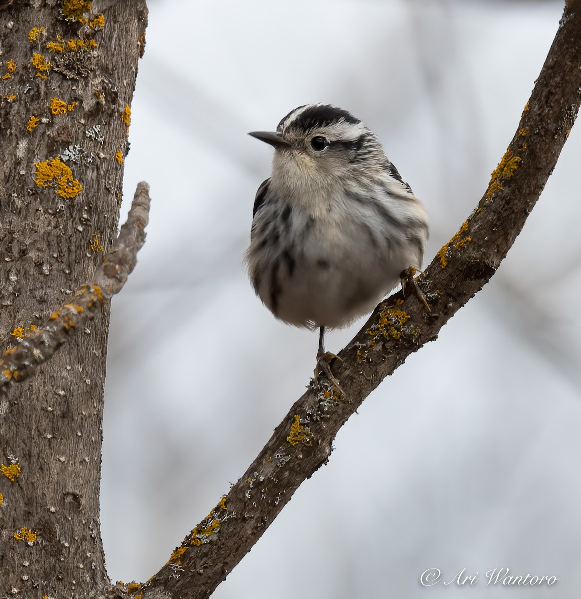 Black-and-white Warbler - ML459035181