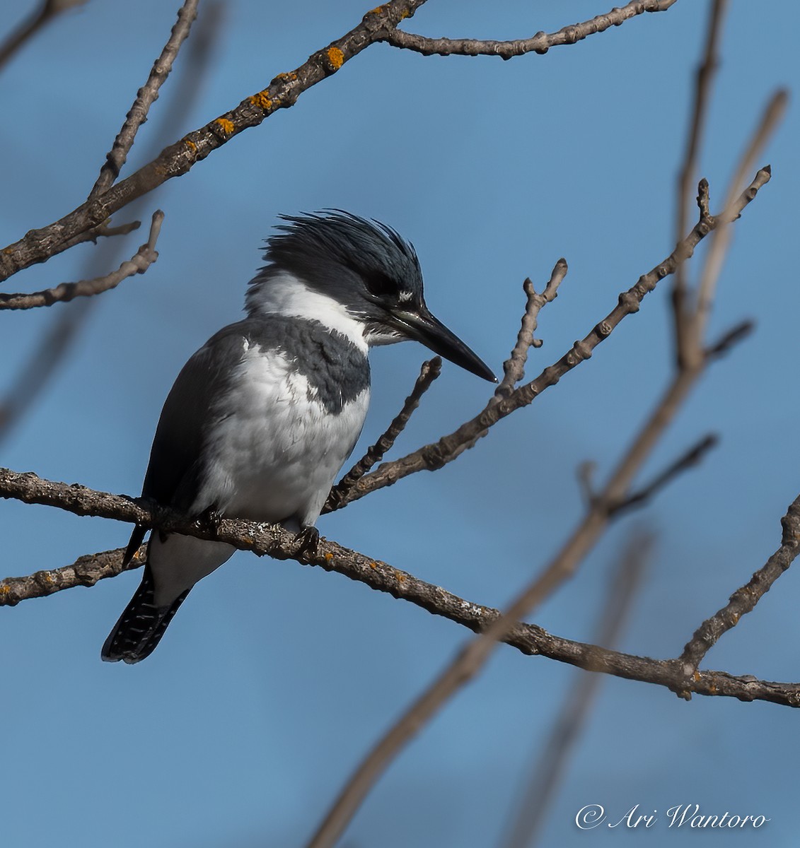 Belted Kingfisher - ML459035231