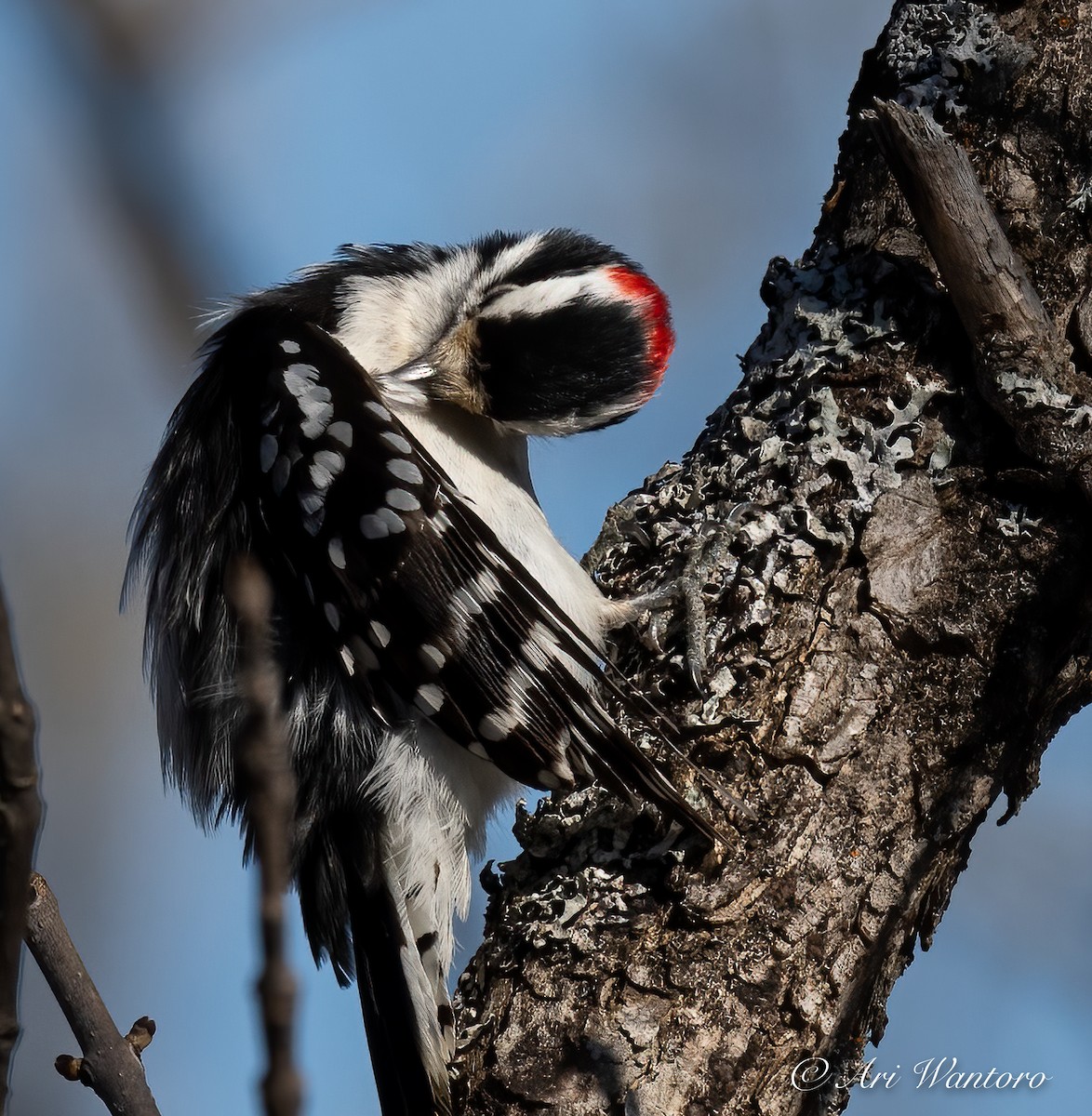 Downy Woodpecker - ML459035351