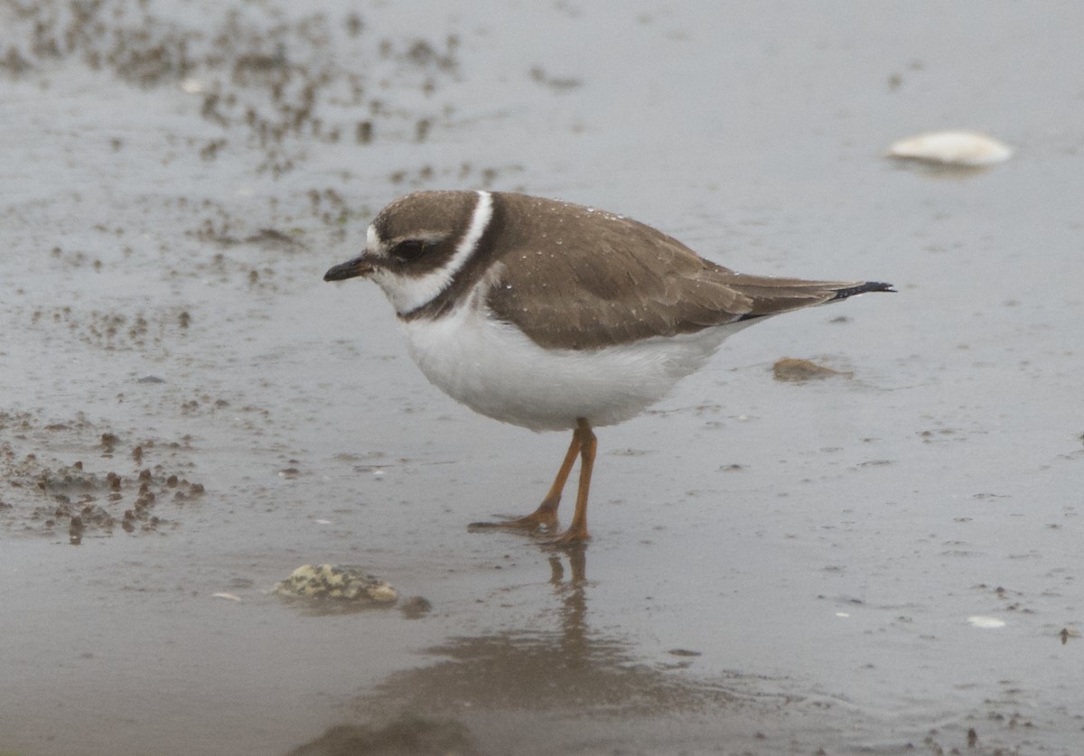 Semipalmated Plover - Cooper Scollan