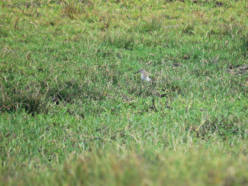 Spotted Sandpiper - ML459036881