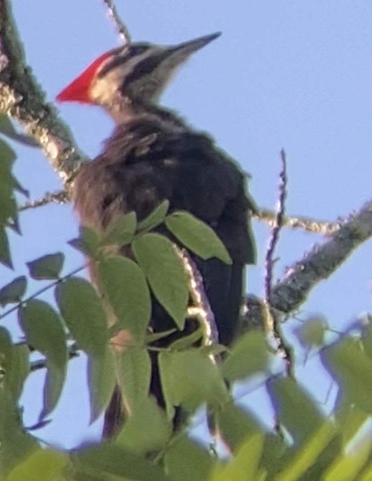 Pileated Woodpecker - ML459038451