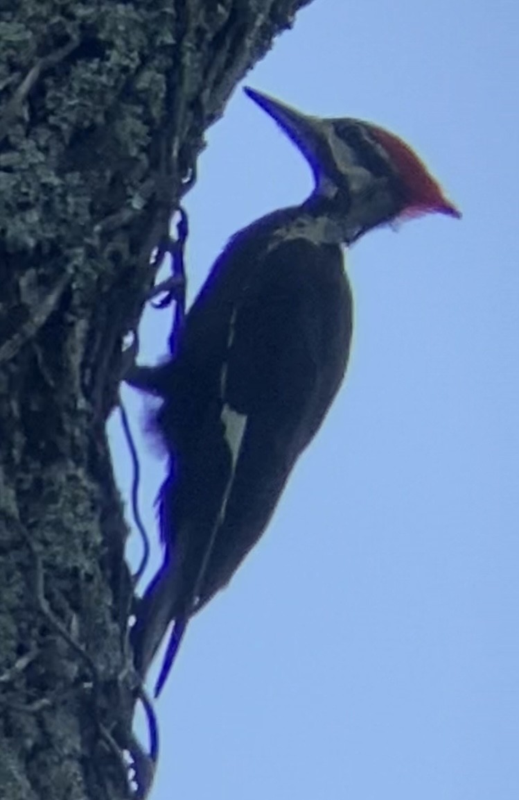 Pileated Woodpecker - ML459038461